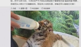 谁爆料绿色神经猫的视频,揭秘网络红星的神秘面纱